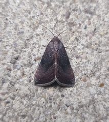 Galgula partita
