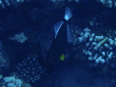 Melichthys vidua