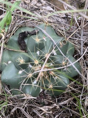 Coryphantha ottonis