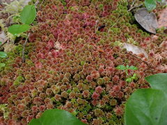 Sphagnum capillifolium