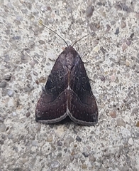 Galgula partita