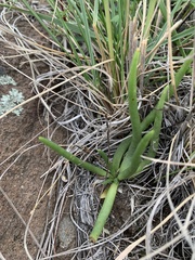 Phemeranthus napiformis