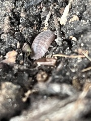 Porcellio dilatatus