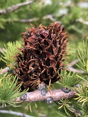 Larix lyallii
