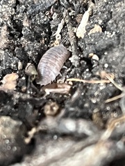 Porcellio dilatatus