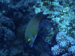 Ctenochaetus flavicauda