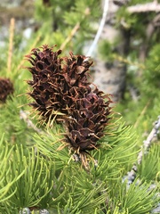 Larix lyallii