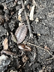 Porcellio dilatatus