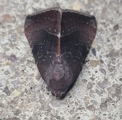 Galgula partita