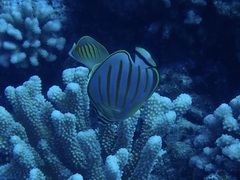 Chaetodon ornatissimus