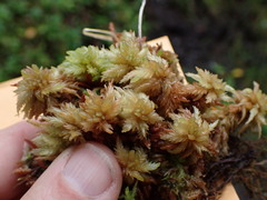 Sphagnum