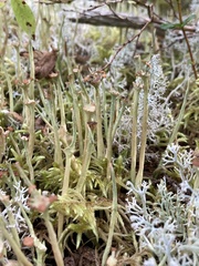 Cladonia maxima image