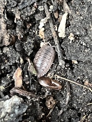 Porcellio dilatatus