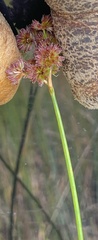 Juncus canadensis