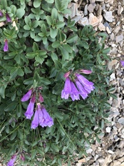 Penstemon ellipticus