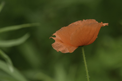 Papaver rhoeas