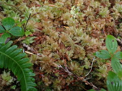 Sphagnum