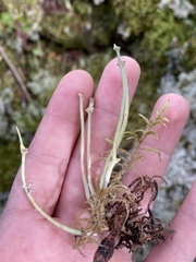 Cladonia maxima image