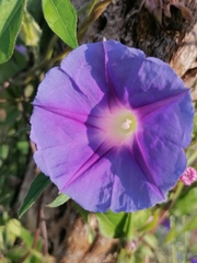 Ipomoea pubescens
