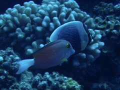 Ctenochaetus flavicauda