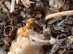 Forelius pruinosus