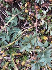 Hedysarum sulphurescens