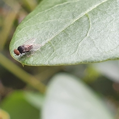 Lindneromyia