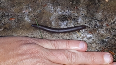 Narceus americanus
