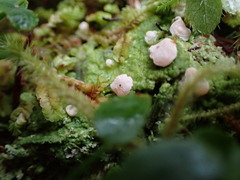 Icmadophila ericetorum