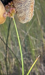 Juncus canadensis