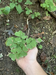 Oxalis grandis