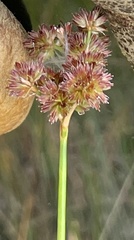 Juncus canadensis