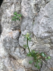 Campanula pyramidalis