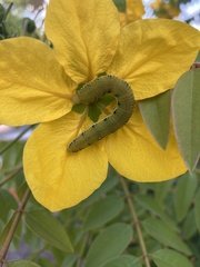 Phoebis sennae