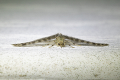 Nallachius americanus