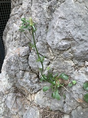 Campanula pyramidalis
