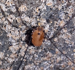 Leiobunum aldrichi