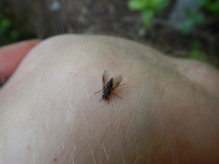 Symphoromyia