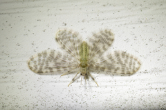 Nallachius americanus