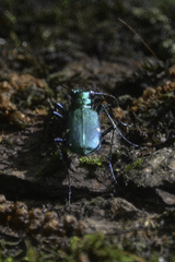 Cicindela sexguttata