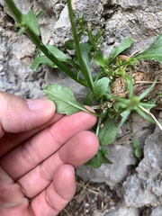 Campanula pyramidalis