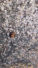 Leiobunum aldrichi