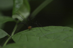 Sclerosomatidae