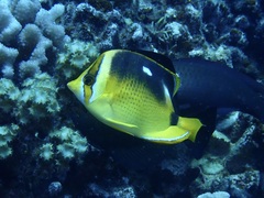Chaetodon quadrimaculatus