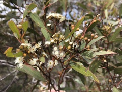 Eucalyptus gracilis