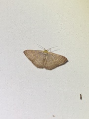 Leptostales pannaria