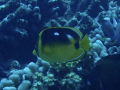 Chaetodon quadrimaculatus