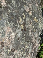 Umbilicaria muhlenbergii