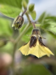 Physalis chenopodifolia