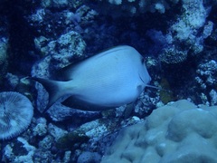 Ctenochaetus striatus